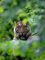 bengalischer Tiger ruht unter grünem Busch foto