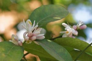 Zitronenbaumblüten foto