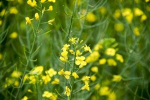 vergewaltigen Blumen. Makro Foto von ein blühen Raps. Raps Feld.