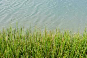 Grün Gras neben ein natürlich Teich foto