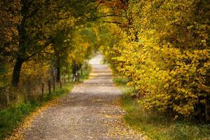 majestätisch Landschaft mit Herbst Blätter im Wald. foto