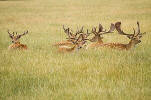 Herde von Brache Hirsch foto