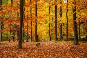 Herbst Bäume im Park foto