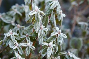 Pflanzen bedeckt mit Frost foto