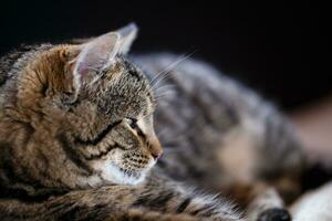 Tabby Katze schließen hoch, selektiv Fokus foto