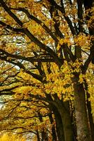 Herbst Bäume im Park foto