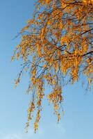 schöne bunte Herbstblätter und blauer Himmel. foto