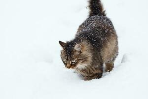 Tabby Katze im das Schnee während Schneefall foto