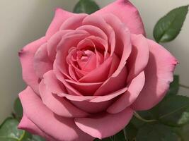 ai generiert Valentinstag Tag Romantik Herz geformt Rose, Liebe Konzept foto
