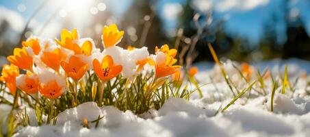 ai generiert Frühling Erwachen, Krokusse durchbohren Winter Mantel foto