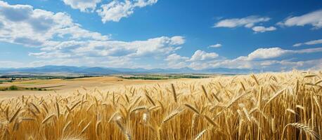 ai generiert Landschaft mit ein breit Feld von Getreide foto