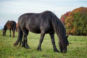 Herbst Porträt von wunderschön friesisch Stute. schwarz friesisch Pferd. foto