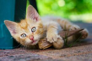 Porträt eines roten Kätzchens im Garten. Tabby lustiges rotes Kätzchen mit grünen Augen und mit großen Ohren. Tierbaby-Thema foto