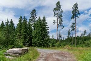 Straße im Wald. Wald Fußweg. foto