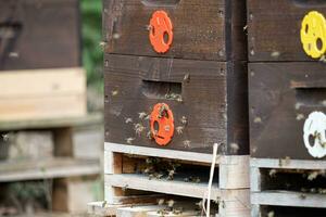 Nahaufnahme von fliegenden Bienen. hölzerner Bienenstock und Bienen. foto