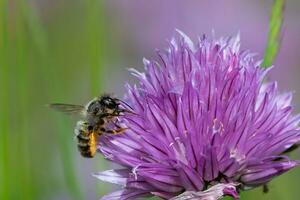 Honig Biene Sammeln Nektar von Schnittlauch Pflanze Blüte. foto