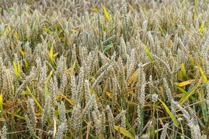 Weizen Feld. golden Ohren von Weizen auf das Feld. Hintergrund von Reifung Ohren von Wiese Weizen Feld. Reich Ernte Konzept foto