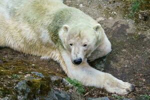 Polar- Bär auf ein Felsen foto