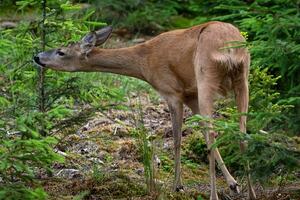 Rogen Hirsch im Wald, Capreolus capreolus. wild Rogen Hirsch im Natur. foto