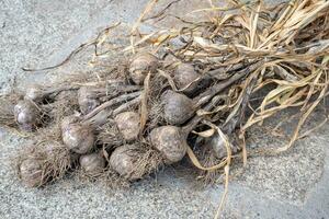 Ernte Knoblauch im das Garten. schmutzig Knoblauch getrocknet im Trauben. ein Bündel von Knoblauch Köpfe. foto