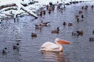 ein Herde von Enten und einer Weiß Pelikan schwimmen im das Teich. foto