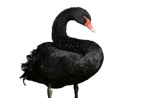 schwarz Schwan isoliert auf Weiß Hintergrund. schön Westen australisch schwarz Schwan. foto