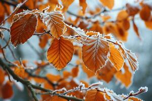 ai generiert Orange Buche Blätter bedeckt mit Frost im spät fallen oder früh Winter. foto