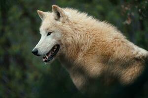 Arktis Wolf, ebenfalls bekannt wie das Weiß Wolf oder Polar- Wolf foto