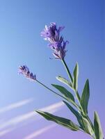 ai generiert Blühen Lavendel im ein Feld beim Sonnenuntergang foto