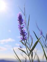 ai generiert Blühen Lavendel im ein Feld beim Sonnenuntergang foto
