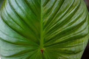 Natur grüngrün Blatt von ein dekorativ Pflanze im ein botanisch Garten, Nahaufnahme Blatt Textur Nahansicht foto