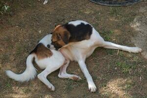 Hund Haustier Kratzen selbst foto