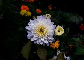 Weiß und Gelb Farbe Blume mit Regen Tropfen foto