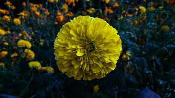 Gelb Farbe Ringelblume Blume mit Grün Blätter Hintergrund foto