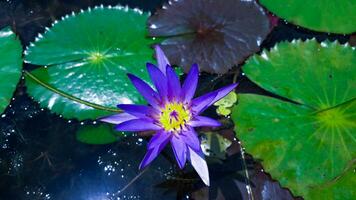 schön Blau Farbe wachsend Wasser Lilie mit Blätter von Lilien foto