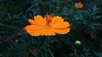 gelbe Kosmosblume im Garten foto