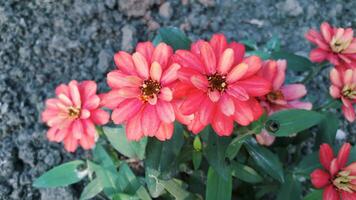 schmales Blatt Zinnie oder klassisch Zinnie im Garten foto