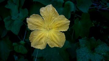 schön Gelb Farbe Blume mit Regen Tropfen foto