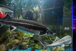 Fisch Stör schwimmt im das Aquarium von Ozeanarium. Stör Fisch foto