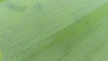 Textur von Weizen Feld. Hintergrund von jung Grün Weizen auf das Feld. Foto von das Quadrocopter. Antenne Foto von das Weizen Feld