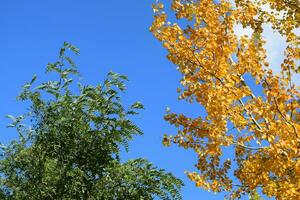 Sammlung von schönen bunten Herbstblättern foto