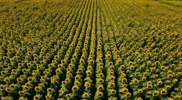 ai generiert Hintergrund von Sonnenblumen, Sonnenblume Feld Hintergrund, Sonnenblume Feld im Sommer, Sonnenblume Hintergrund foto