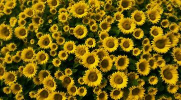 ai generiert Hintergrund von Sonnenblumen, Sonnenblume Feld Hintergrund, Sonnenblume Feld im Sommer, Sonnenblume Hintergrund foto