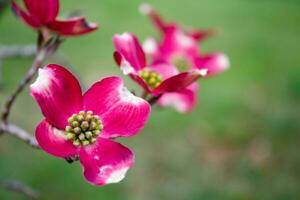 Blühen Hartriegel Baum Blumen foto