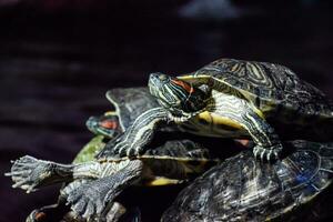 Kolonie von Schildkröten auf Stein, Reptil Schildkröten foto