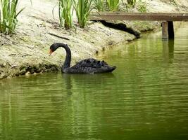 Schwäne im das Teich. ein Herde von Schwäne. foto