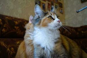 Riese Maine Waschbär Katze. Amerikanische Waldkatze Katze, Zucht von reinrassig Katzen beim Zuhause foto
