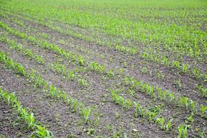 Kornfeld. klein Mais Sprossen, Feld Landschaft. lose Boden und Stiele von Mais auf das Feld. foto
