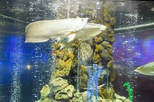 Osteoglossum Bizirrhosum Silber Arowana, Osteoglossum Bizirrhosum foto