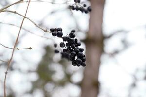 Beeren von Apfelbeere Aronia auf Geäst im Winter. foto